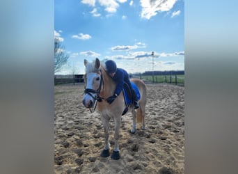 Haflinger Mix, Wallach, 11 Jahre, 149 cm, Falbe