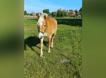Haflinger, Wallach, 11 Jahre, 149 cm, Palomino