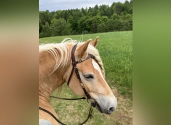 Haflinger, Wallach, 11 Jahre, 150 cm, Palomino