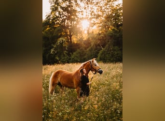 Haflinger, Wallach, 11 Jahre, 152 cm, Fuchs
