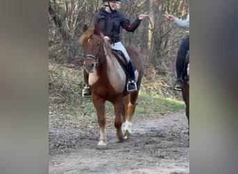 Haflinger Mix, Wallach, 11 Jahre, 153 cm, Fuchs