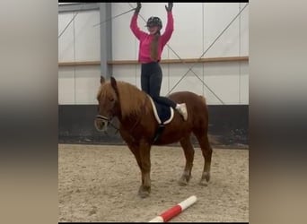 Haflinger Mix, Wallach, 11 Jahre, 153 cm, Fuchs