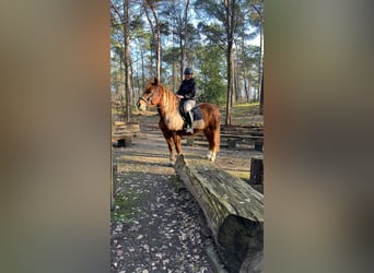 Haflinger Mix, Wallach, 11 Jahre, 153 cm, Fuchs