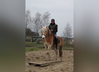 Haflinger, Wallach, 11 Jahre, 153 cm, Fuchs