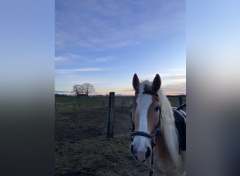 Haflinger, Wallach, 11 Jahre, 155 cm