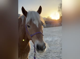 Haflinger, Wallach, 11 Jahre, 156 cm