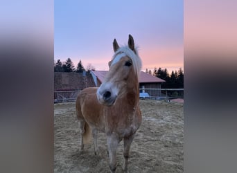 Haflinger, Wallach, 11 Jahre, 158 cm, Falbe