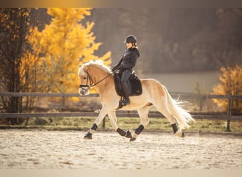 Haflinger, Wallach, 11 Jahre