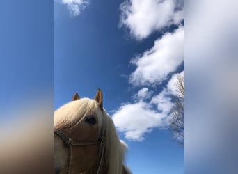 Haflinger, Wallach, 11 Jahre