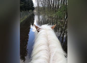 Haflinger, Wallach, 11 Jahre