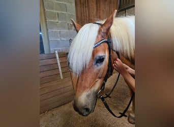 Haflinger, Wallach, 11 Jahre