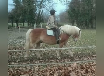 Haflinger, Wallach, 11 Jahre