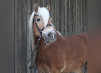 Haflinger, Wallach, 11 Jahre