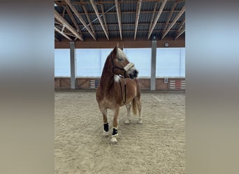 Haflinger, Wallach, 11 Jahre