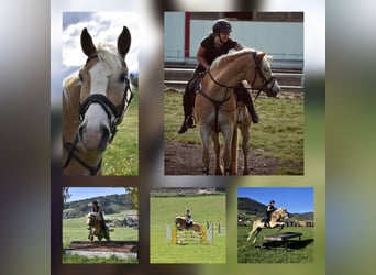 Haflinger, Wallach, 11 Jahre