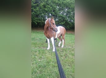Haflinger Mix, Wallach, 12 Jahre, 140 cm, Schecke