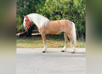 Haflinger, Wallach, 12 Jahre, 147 cm, Palomino