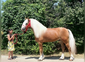Haflinger, Wallach, 12 Jahre, 147 cm, Palomino
