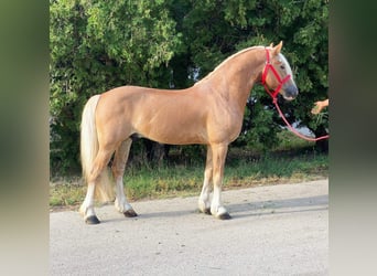 Haflinger, Wallach, 12 Jahre, 147 cm, Palomino
