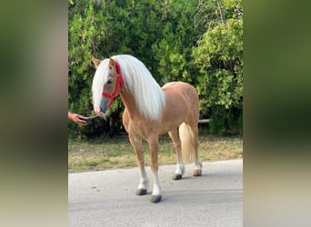 Haflinger, Wallach, 12 Jahre, 147 cm, Palomino