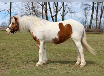Haflinger, Wallach, 12 Jahre, 147 cm, Tobiano-alle-Farben