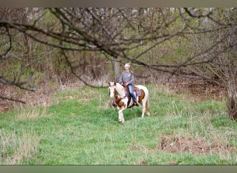 Haflinger, Wallach, 12 Jahre, 147 cm, Tobiano-alle-Farben