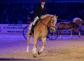 Haflinger, Wallach, 12 Jahre, 148 cm, Fuchs