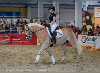 Haflinger, Wallach, 12 Jahre, 148 cm, Fuchs