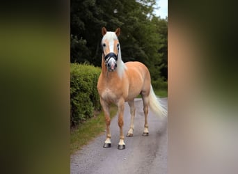 Haflinger, Wallach, 12 Jahre, 148 cm, Palomino