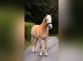 Haflinger, Wallach, 12 Jahre, 148 cm, Palomino