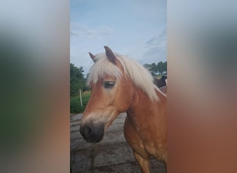 Haflinger, Wallach, 12 Jahre, 149 cm, Brauner