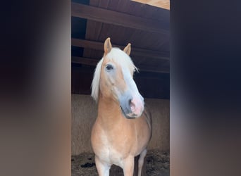 Haflinger, Wallach, 12 Jahre, 150 cm