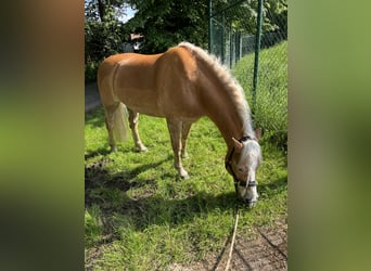 Haflinger, Wallach, 12 Jahre, 150 cm, Fuchs