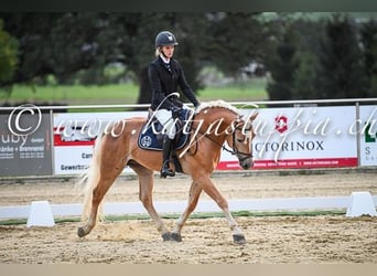 Haflinger, Wallach, 12 Jahre, 150 cm, Hellbrauner