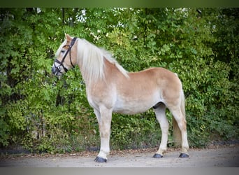 Haflinger, Wallach, 12 Jahre, 150 cm, Palomino