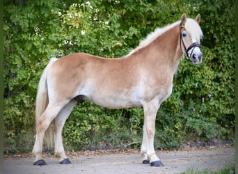Haflinger, Wallach, 12 Jahre, 150 cm, Palomino