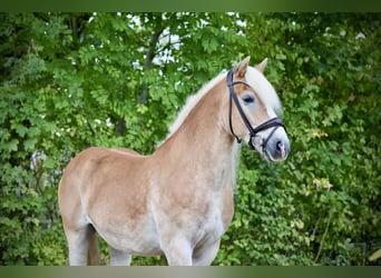 Haflinger, Wallach, 12 Jahre, 150 cm, Palomino