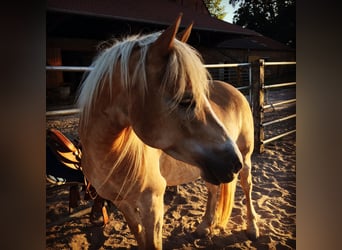 Haflinger, Wallach, 12 Jahre, 150 cm