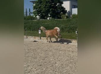 Haflinger, Wallach, 12 Jahre, 152 cm