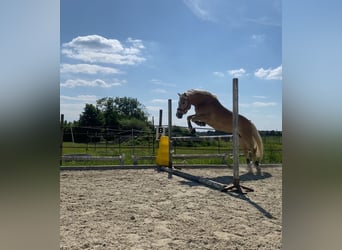 Haflinger, Wallach, 12 Jahre, 152 cm