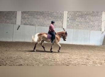 Haflinger, Wallach, 12 Jahre, 152 cm
