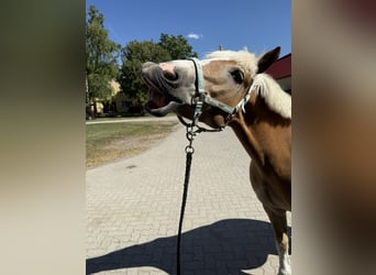Haflinger, Wallach, 12 Jahre, 152 cm