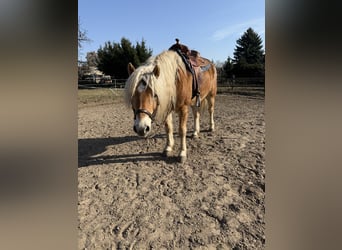 Haflinger, Wallach, 12 Jahre, 152 cm, Fuchs
