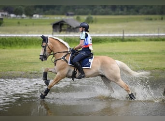 Haflinger, Wallach, 12 Jahre, 152 cm, Fuchs