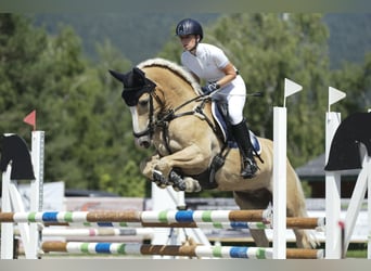 Haflinger, Wallach, 12 Jahre, 152 cm, Fuchs