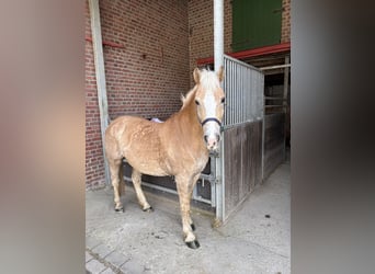 Haflinger, Wallach, 12 Jahre, 152 cm, Hellbrauner