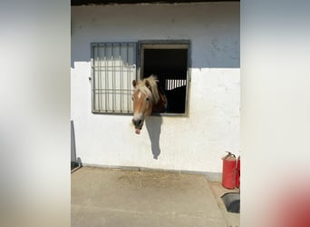 Haflinger, Wallach, 12 Jahre, 155 cm, Rotfuchs