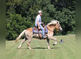 Haflinger, Wallach, 12 Jahre, Dunkelfuchs