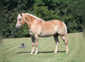 Haflinger, Wallach, 12 Jahre, Dunkelfuchs
