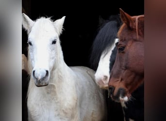 Haflinger Mix, Wallach, 12 Jahre